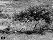 ©Holger Bornschein - Windbaeume2-Norderney